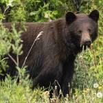 Chloe Anderson for the Juneau Empire
A black bear eats dandelions in a field on June 20 in Juneau.