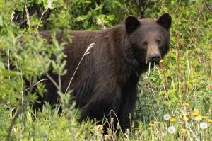 Chloe Anderson for the Juneau Empire
A black bear eats dandelions in a field on June 20 in Juneau.