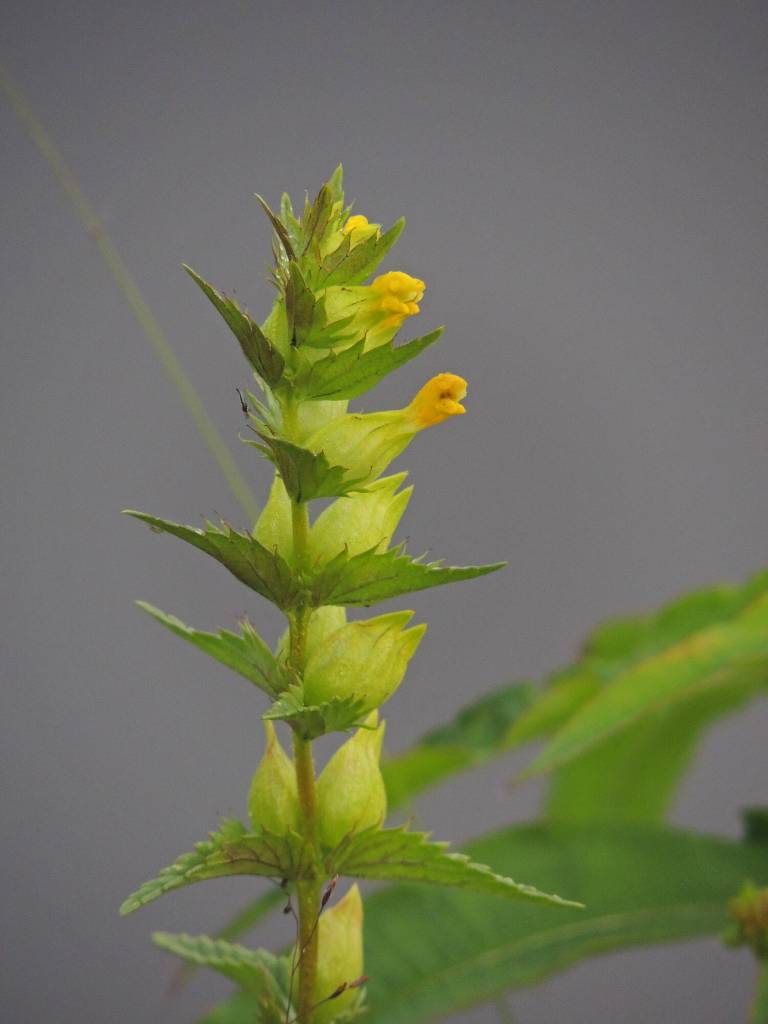 New yellow flowers of rattle-pod bloom above developing pods. (R.H. Armstrong/courtesy)