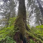 Old growth habitat is as impressive as it is spectacular. (Photo by Jeff Lund/Juneau Empire)