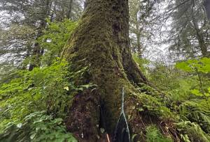 Old growth habitat is as impressive as it is spectacular. (Photo by Jeff Lund/Juneau Empire)