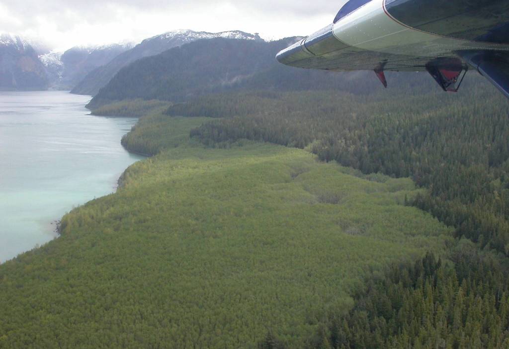 The swath from a giant 1958 wave in Lituya Bay is still evident in the vegetation within the bay. (Photo by Ned Rozell)