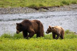 A female brown bear and her cub are pictured near Pack Creek on Admiralty Island on July 19, 2024. (Chloe Anderson for the Juneau Empire)