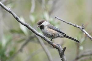 A gray-headed chickadee feeds along the Canning River in northern Alaska in 2015. Photo by Aaron Lang.