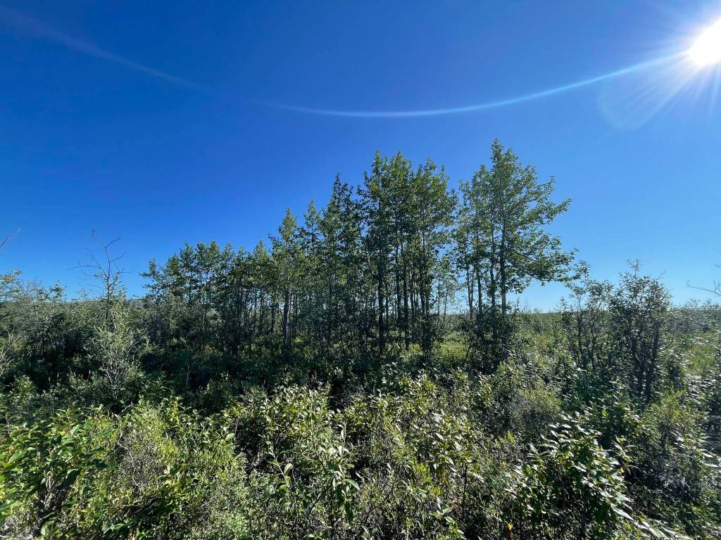 Balsam poplars dwarf nearby tundra and willow shrubs near the Anaktuvuk River in early August. Balsam poplar is the largest tree species on Alaskas North Slope. Photo by Sara Wilbur.