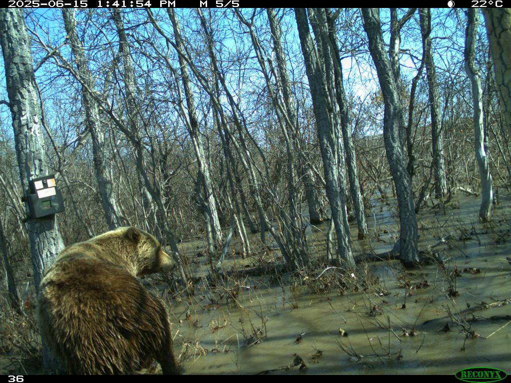 A grizzly bear uses a poplar for a scratching post in June 2025 along the Nanushuk River. Game camera footage courtesy of Tom Glass.