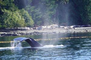 Photo by Jeff Lund/Juneau Empire
The point of fishing is to catch fish, but there are other things to see and do while out on a trip.