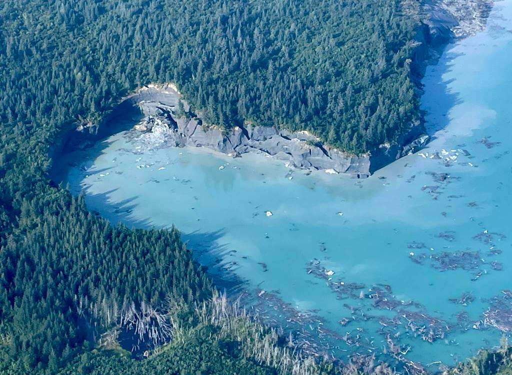 A mature forest grows on the ice of Malaspina Glacier at the west end of ever-expanding Sitkagi Lagoon in 2025. (Photo by Ned Rozell)
