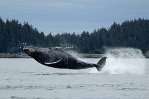 A whale breaches near Point Retreat on July 19. (Chloe Anderson/Juneau Empire)