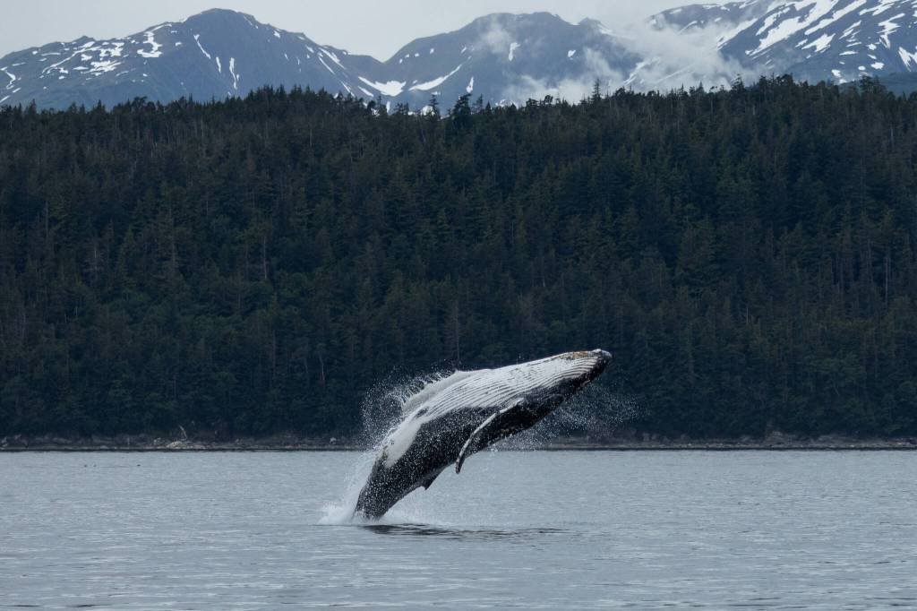 Match, Flames 2025 calf, breaches in Saginaw channel on June 30, 2025, in Juneau, Alaska. (Chloe Anderson/Juneau Empire)