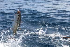 An albacore tuna is hooked on a bait pole on Oct. 9, 2012, in waters off Oregon. Tuna are normally found along the U.S. West Coast but occasionally stray into Alaska waters if temperatures are high enough. Sport anglers catch them with gear similar to that used to hook salmon. (Photo provided by the National Oceanic and Atmospheric Administration/West Coast Fisheries Management and Marine Life Protection)