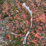 Things you wont find camping in Southeast Alaska. (Jeff Lund/Juneau Empire)