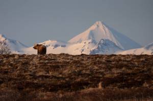 A brown bear near the boundary of Izembek National Wildlife Refuge in King Cove, Alaska, May 18, 2022. The Trump administration is poised to approve a deal that would allow a long contentious project to build a road through the Izembek National Wildlife Refuge, a vast wild area in southwestern Alaska, according to internal Interior Department documents reviewed by The New York Times. (Acacia Johnson/The New York Times)