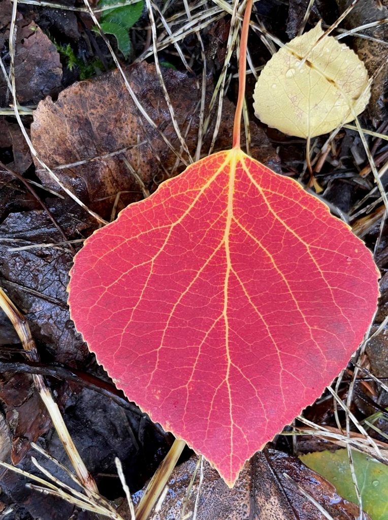 A leaf that fell from an aspen tree in Fairbanks glows red upon the forest floor. (Photo by Ned Rozell)