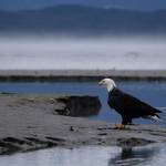 Chloe Anderson for the Juneau Empire
A bald eagle is pictured near Eagle Beach on Sept. 16.