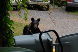 A black bear next to a trash bin. (Mark Levisay photo)