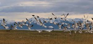 Snow geese fly over Gustavos Beach Meadows. This photo was the winner of May art show in Gustavus. (Photo by James Mackovjak, Lituya@gmail.com)