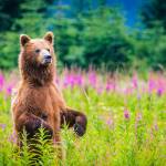 A brown bear stands up among the pink fireweed in the Gustavos Beach Meadows. This photo was an audience pick from the May art show in Gustavus.(Photo by Sean Neilson, seanneilson@gmail.com)