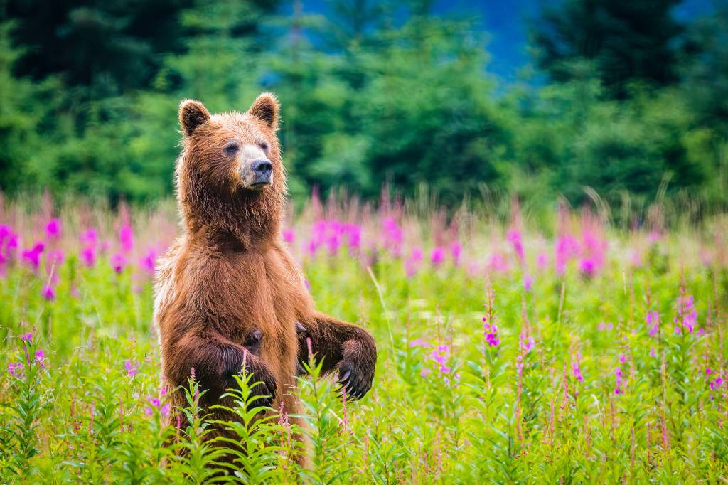 A brown bear stands up among the pink fireweed in the Gustavos Beach Meadows. This photo was an audience pick from the May art show in Gustavus.(Photo by Sean Neilson, seanneilson@gmail.com)