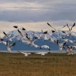 Snow geese fly over Gustavos Beach Meadows. This photo was the winner of May art show in Gustavus. (Photo by James Mackovjak, Lituya@gmail.com)