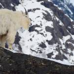Close up view of an adult male mountain goat in late-winter, near Juneau Icefield, Alaska. In the background, steep avalanche prone slopes are visible. (Photo by Kevin White)