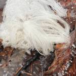 Photo courtesy of Ned Rozell
Hair ice grows from the forest floor in Fairbanks.
