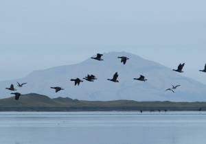 Photo by Kristine Sowl/U.S. Fish and Wildlife Service
Brant fly over the water on Sept. 28, 2016, at Izembek Lagoon in Izembek National Wildlife Refuge. The refuge supports the entire Pacific population of black brant, a species of goose.