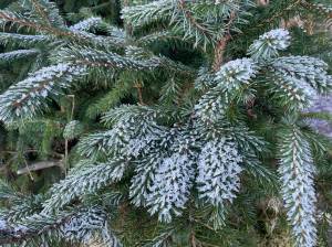 A spruce tree grows along Rainforest Trail on Douglas Island. (Mari Kanagy / Juneau Empire)