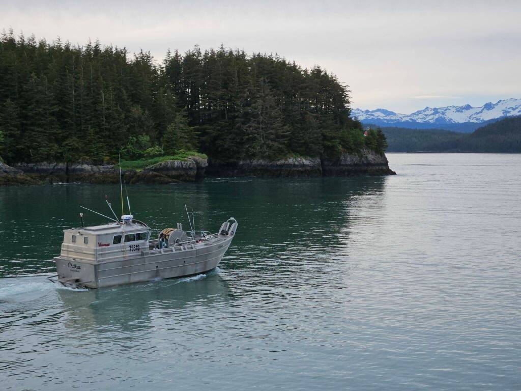 A commercial bowpicker is seen headed out of the Cordova harbor for a salmon fishing opener in June 2024 (Photo by Corinne Smith)