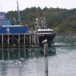 Gulls hunting seeking scraps of fish swarm the docked fishing vessel Gold Rush, which harvests pollock and other groundfish, and Trident Seafood's Kodiak plant on Oct. 3, 2022. The North Pacific Fishery Management Council set 2026 Bering Sea and Gulf of Alaska ccatch limits for pollock and other groundfish species, but the prolonged federal government shutdown interrupted the flow of information that would normally be used to set those harvests. (Photo by Yereth Rosen/Alaska Beacon)