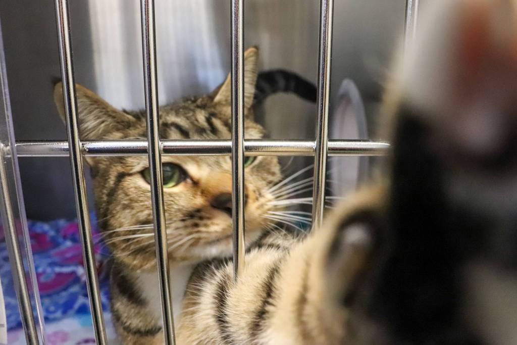 A cat says hello at Juneau Animal Rescue in February 2025. (Jasz Garrett / Juneau Empire file photo)