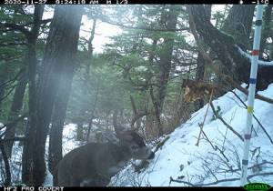 A buck enters the view of an Alaska Department of Fish and Game trail camera on Douglas island in November 2020. (Alaska Department of Fish and Game courtesy photo)
