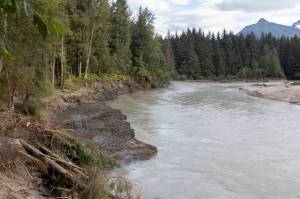 Chloe Anderson for the Juneau Empire
Fallen trees are pictured by the Mendenhall river on Aug. 15, 2025. Water levels rose by a record-breaking 16.65 feet on the morning of Aug. 13 during a glacial outburst flood.