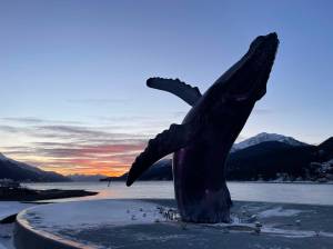 The whale sculpture at Overstreet park breaches at sunrise on Friday, Dec. 19, 2025. (Mari Kanagy/Juneau Empire)