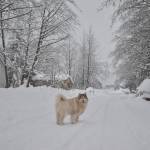 Pilot the Alaskan Malamute plows through the heavy snowpack. (Mari Kanagy / Juneau Empire)