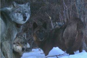 Four members of the Riley Creek wolf pack, including the matriarch, “Riley,” dig a moose carcass frozen from creek ice in May 2016. National Park Service trail camera photo