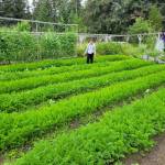 Atticus Hempel stands in a row of his shared garden. (photo by Ari Romberg)