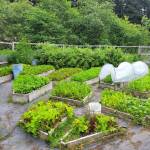 The authors garden is pictured in summer. (photo by Ari Romberg)