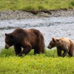 A female brown bear and her cub are pictured near Pack Creek on Admiralty Island on July 19, 2024. (Chloe Anderson for the Juneau Empire)