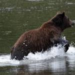 A subadult male brown bear is pictured near Pack Creek on Admiralty Island on July 19, 2024. (Chloe Anderson for the Juneau Empire)