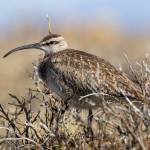 A whimbrel rests on a willow near the Jago River in summer 2024. Photo courtesy Alan Kneidel