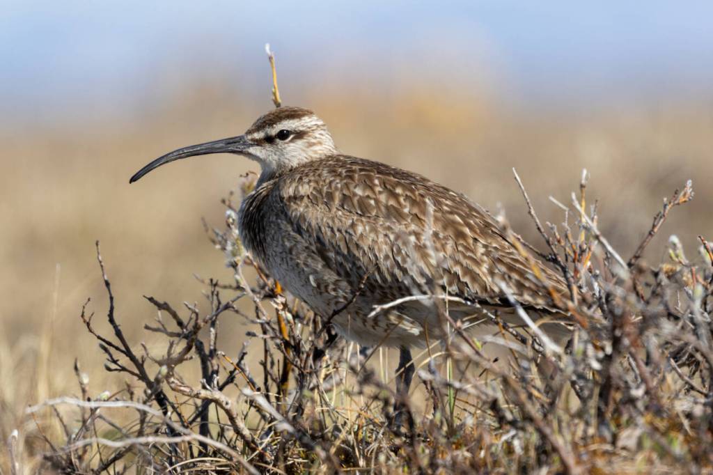 A whimbrel rests on a willow near the Jago River in summer 2024. Photo courtesy Alan Kneidel