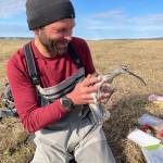In 2021, the late Shiloh Schulte holds a whimbrel that nested above the Katakturuk River in northern Alaska. Photo courtesy Kirsti Carr