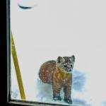 A marten visits the Fairbanks home of Tim Walker. Walker has seen the animal several times. Photo courtesy Tim Walker