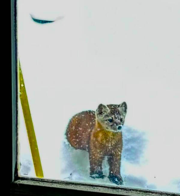 A marten visits the Fairbanks home of Tim Walker. Walker has seen the animal several times. Photo courtesy Tim Walker
