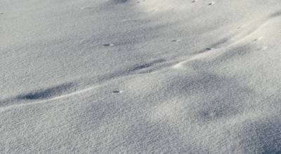 Mice-like voles have pushed up vent holes that connect to their subnivean worlds here at Creamers Field Migratory Waterfowl Refuge. Photo courtesy Mike Taras