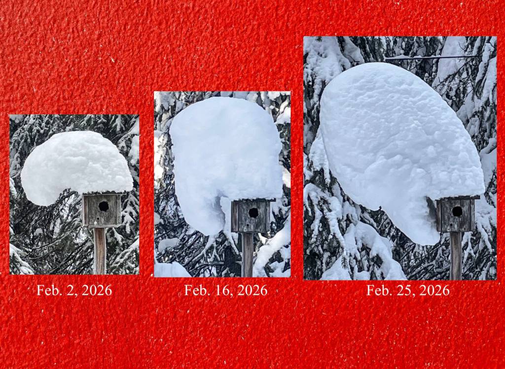 In February 2026, a snow hat forms and deforms on top of a chickadee house in Fairbanks built by the late biologist David Klein. A moose bumped it and knocked off the mass on March 9, 2026. Photos courtesy Ned Rozell