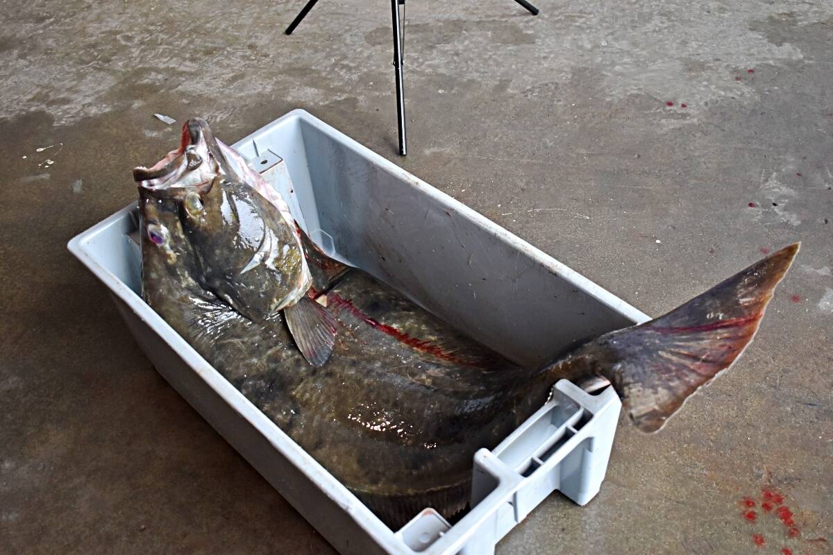 Southeast Alaskan fisherman sentenced in illegal halibut fishing ...