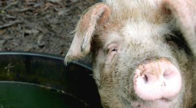 The 2026 Farm Bill would protect states rights to regulate animal agriculture within their borders. (Black Press Media file photo)