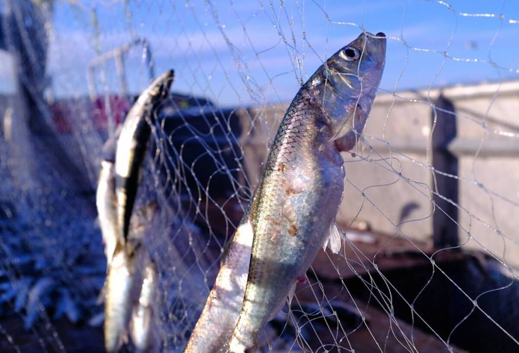 Prolific poacher found to be ‘danger’ to the community sentenced in Juneau court